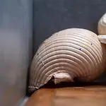 Notte Di Mare * Καρδιανή