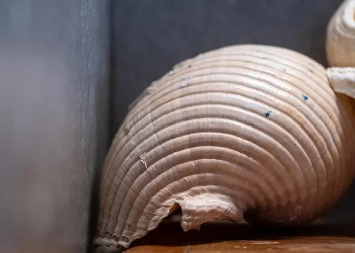 Notte Di Mare * Kardhianí